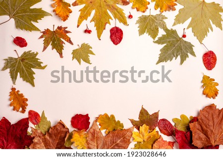 Autumn card of colored falling leafs isolated on white background.autumn leaves on a light background, autumn frame Royalty-Free Stock Photo #1923028646