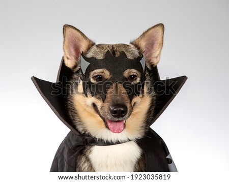 Funny dog picture. Dog wearing halloween costume with mask. Copy space. Funny dog greeting card concept image.