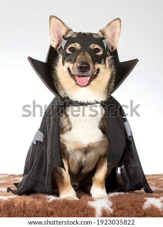 Funny dog picture. Dog wearing halloween costume with mask. Copy space. Funny dog greeting card concept image.