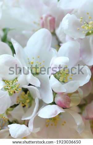 Spring floral apple tree bloom macro background texture, closeup, vertical, easter, mother's and women's day holiday background concept
