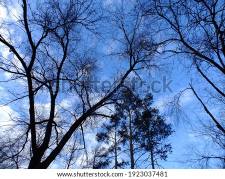 Low angle of tall dark brown leafless trees with long thin messy branches against vibrant blue sky in forest in daytime 