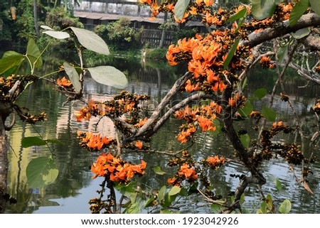 Beautiful spring nature in Bangladesh    