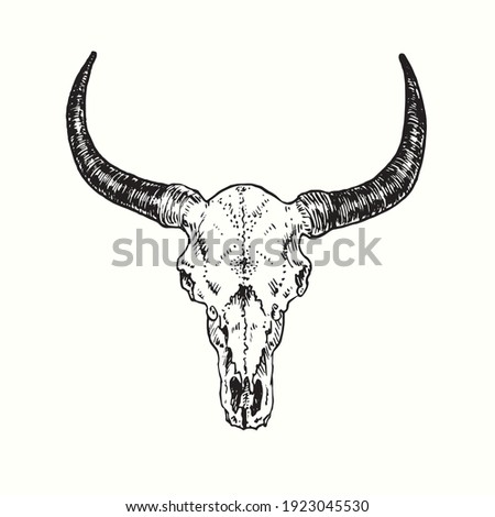 Bull skull, front view. Ink black and white drawing. Vector illustration