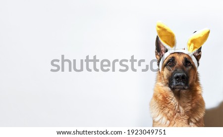 Portrait of German shepherd in black and red color on white background with yellow rabbit ears. Dog in Easter bunny costume and plenty of space for text and ads.