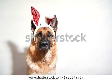 Portrait of German shepherd black and red color on white background with red rabbit ears. Dog in Easter bunny costume. Plush band of hare ears on head of shepherd dog.