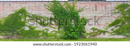 Old brick wall overgrown with wild grapevine.