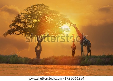 Acacia tree, sunset and giraffes in silhouette in Africa Royalty-Free Stock Photo #1923066254