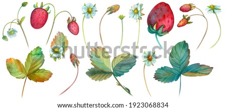 set of strawberry berries, leaves, isolated watercolor elements on a white background. For spring, summer decor, eco product design publications, farm products