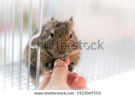 Pretty chilly squirrel  eating from human hand