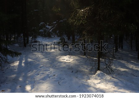 sunlight on snow in dark winter forest.
