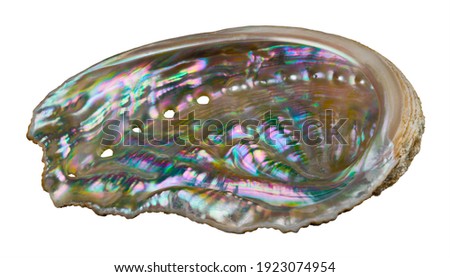 Shiny mother-of-pearl inside abalone of sea snail isolated on white background. Haliotis. Seashell of marine gastropod mollusk. Respiratory pores in pastel iridescent nacre of ear shell inner surface. Royalty-Free Stock Photo #1923074954
