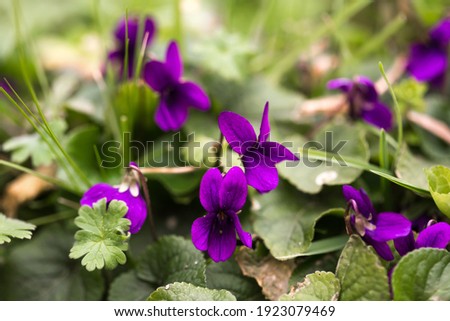Sweet violet (Viola odorata), a species of flowering plant in the viola family