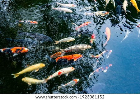 Nishiki Koi(Japanese carp)swim in a pond