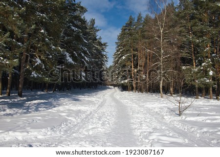 Winter path among trees in snowy forest. Natural winter forest landscape in day sunlight. Rhytm of frosted trees trunks in winter season.