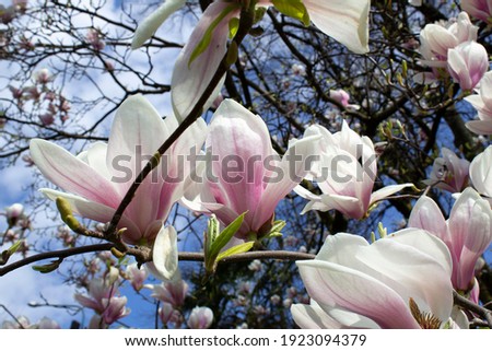 Close up spring blossom of magnolia tree with pinl flowers into city park