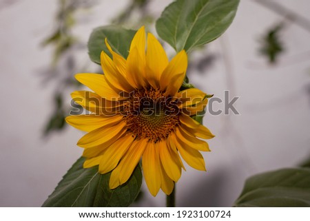 yellow and orange sunflower flower close-up