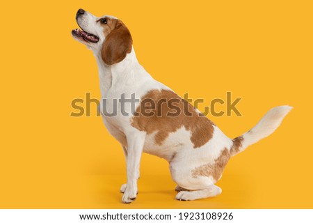 dog beagle looking up obeying  ordens on colorful background Royalty-Free Stock Photo #1923108926