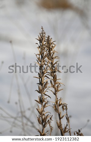 winter, lots of snow in the fields and a few withered plants