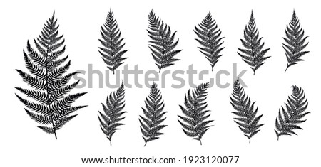 Vector fern silhouette collection on white background. Vector illustration. Royalty-Free Stock Photo #1923120077