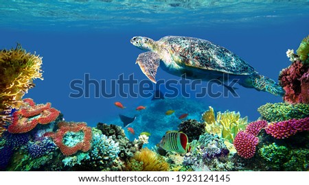 underwater sea turtle swims red sea
