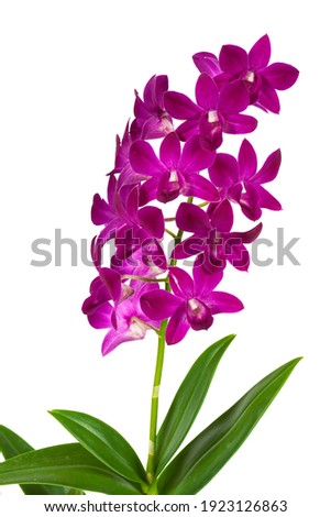 macro closeup of a beautiful bright pink purple dendrobium phalaenopsis orchid plant flower branch isolated on white