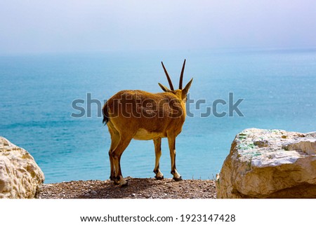 nature of israel dead sea and wild animals
