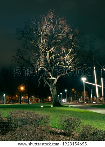 Autumn view in Ventspils park with green grass and illuminated tree without leaves against the background of a nightly haunted sky.
