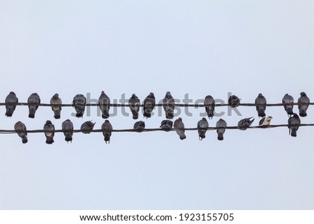 Birds sit in two rows huddled in the cold