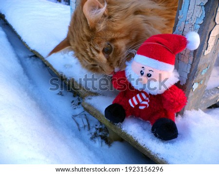 Red fluffy cat looks with interest at the Christmas toy Gnome                            