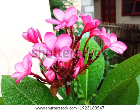 a fresh beautiful frangipani flower after the rain with some blossom
