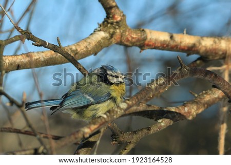 A blue tit, ruffled by a severe frost, with bright yellow, green and blue plumage, sits on a birch branch against a blue sky on a cold winter day. Songbird in winter. Bird titmouse blue tit close-up.