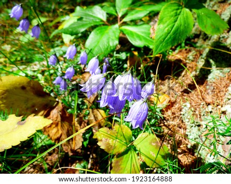 Purple bell-shaped flowers on the ground among the grass and near a tree trunk in a forest in Kranjska Gora, Slovenia
