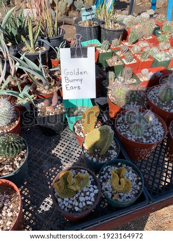 Cactus sale with sign that reads:  Golden Bunny Ears in front of curled cactus