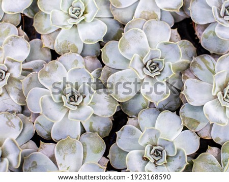 Beautiful indoor plant succulent, echeveria, top view. White coating on the petals of the plant. Sale of the plant. A gift for March 8, Valentine's Day and Mother's Day. High quality photo