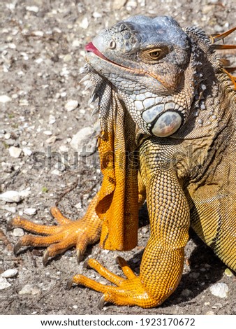 Red Iguana taking sun bath 
