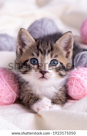 Striped cat playing with pink and grey balls skeins of thread on white bed. Little curious kitten lying over white blanket looking at camera. Royalty-Free Stock Photo #1923171050