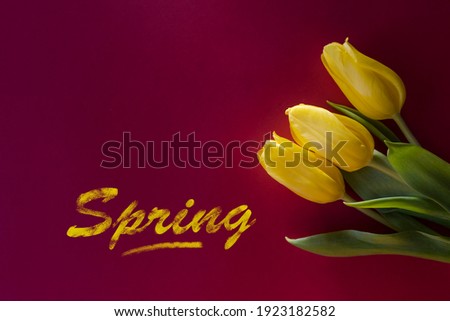 Three yellow tulips flat lay on red background lying in the sunshine with chalk inscription SPRING. Close-up, shallow depth of field, copy space
