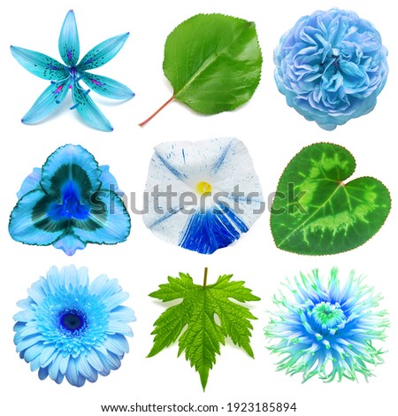 Blue flowers head collection of beautiful lily, daylily, gerbera, morning glory, daisy, rose and various leaves isolated on white background. Card. Easter. Spring time set. Flat lay, top view
