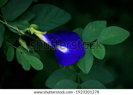 Asian Pigeonwings flower shot with it leaves
