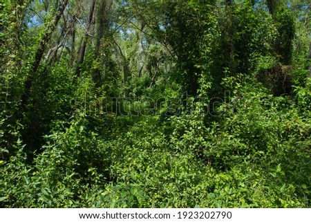 Natural background. View of the lush tropical forest vegetation. Beautiful leaves foliage texture and green color.