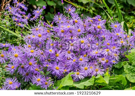 Aster x frikartii 'Monch' a lavender blue herbaceous perennial summer autumn flower plant commonly known as Michaelmas daisy, stock photo image