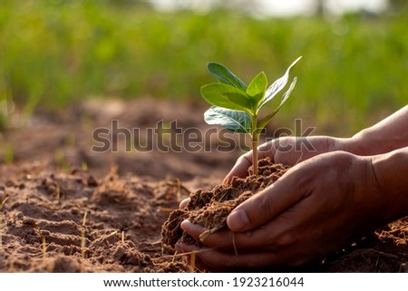 Trees and human hands planting trees in the soil concept of reforestation and environmental protection. Royalty-Free Stock Photo #1923216044