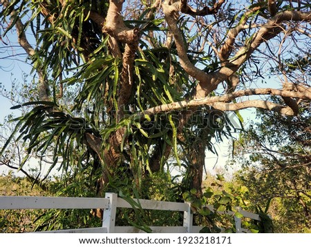 Cactus in tree by picket fence