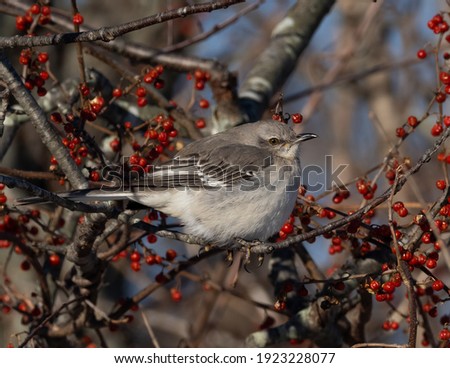 Northern Mockingbird on Winter berries