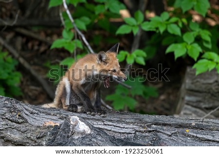 Red fox kit yawns after waking up from its summer evening nap - on a log with a green leafy background