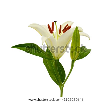 Beautiful white lily flower isolated on white background
