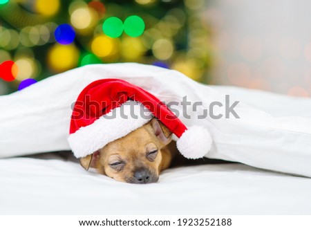 A small red toy terrier puppy is sleeping with his head on a pillow in a santa hat under a white blanket against the background of a christmas tree