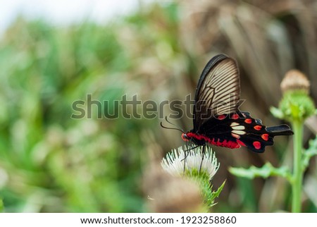Wild Benimon swallowtail butterfly sucking nectar