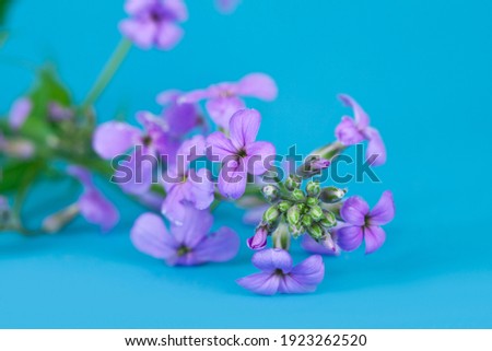 Hesperis matronalis flower on a blue background. Macro photography.