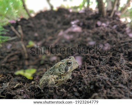 Macro of frog in summer dirt under plants.